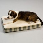 Orthopedic Lounge Pet Bed with Cream Sherpa